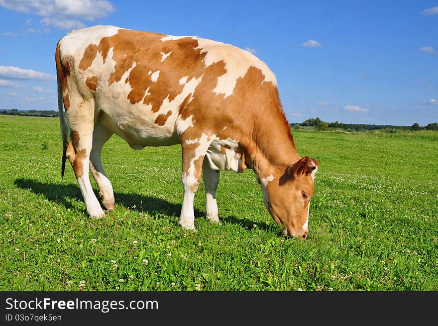 The calf on a summer pasture