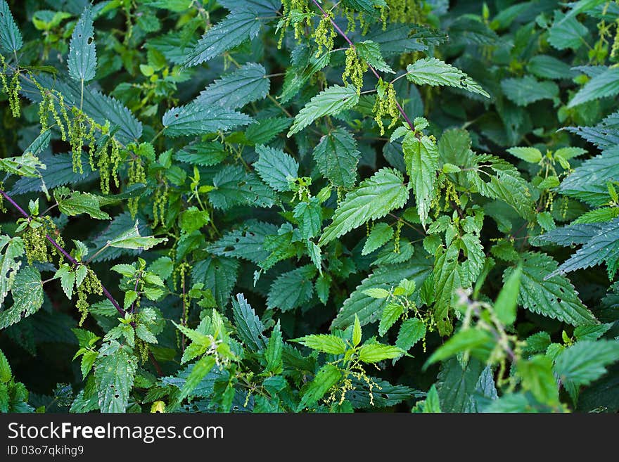 Stinging Nettle