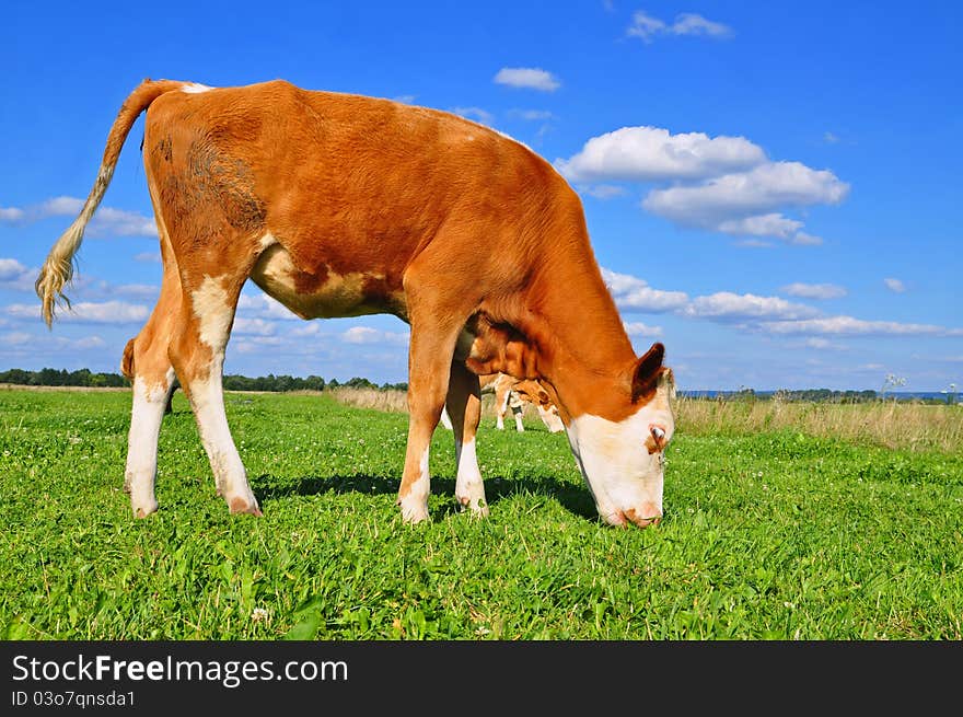 The calf on a summer pasture