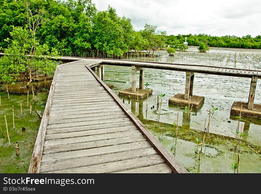 Wooden walkway in Mangrove forest