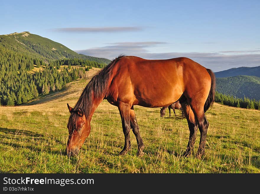 Horse On A Summer Mountain Pasture