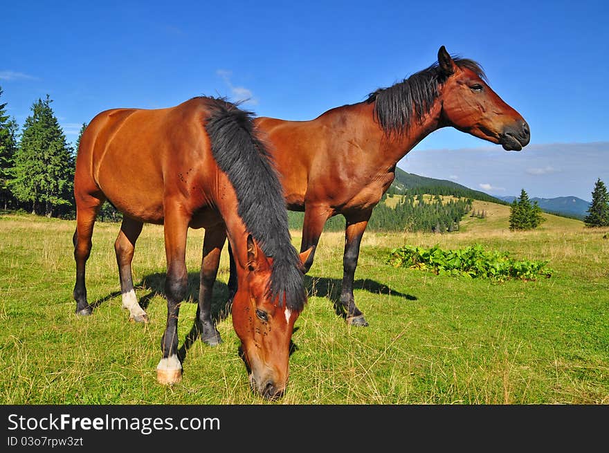 Horses on a summer mountain pasture