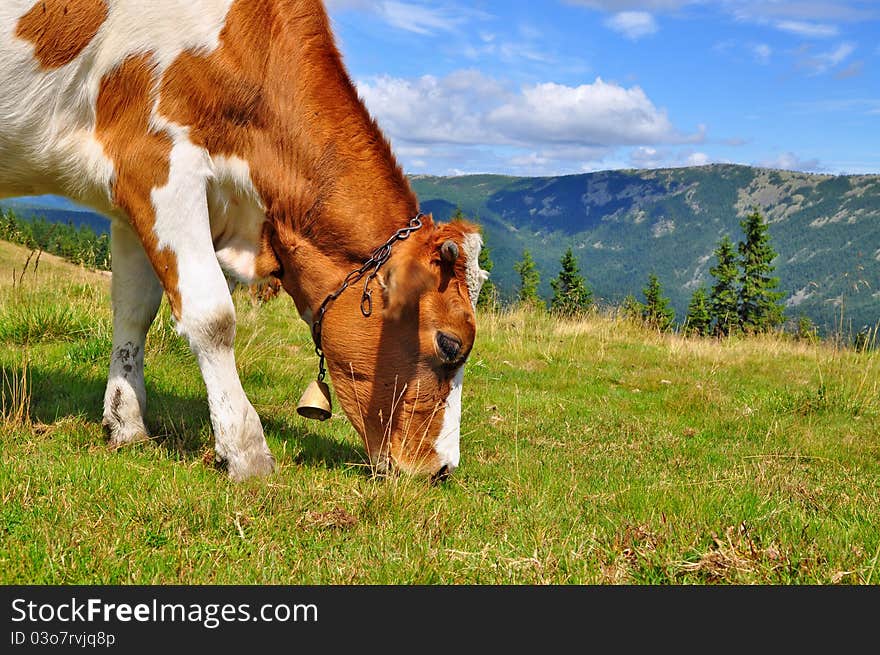 The calf on a summer mountain pasture