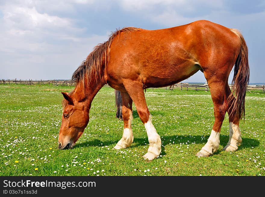 Horse On A Summer Pasture