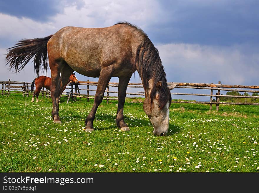 Horse On A Summer Pasture