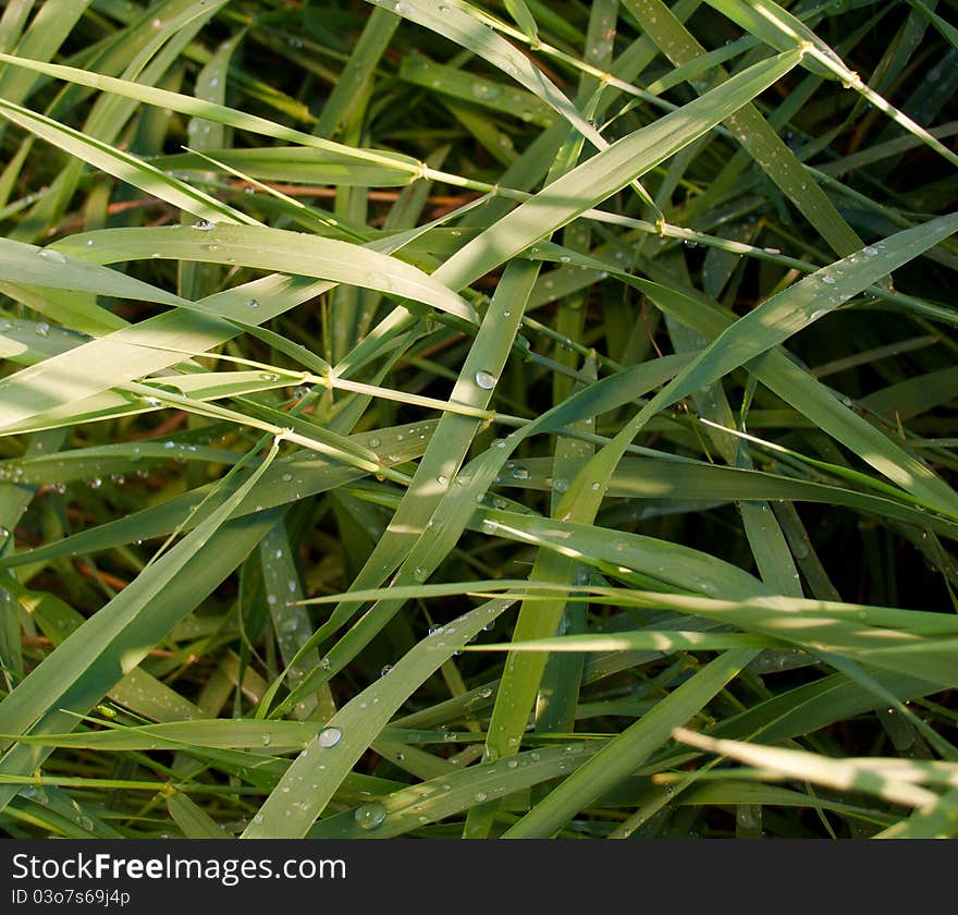 Green Grass With Raindrops