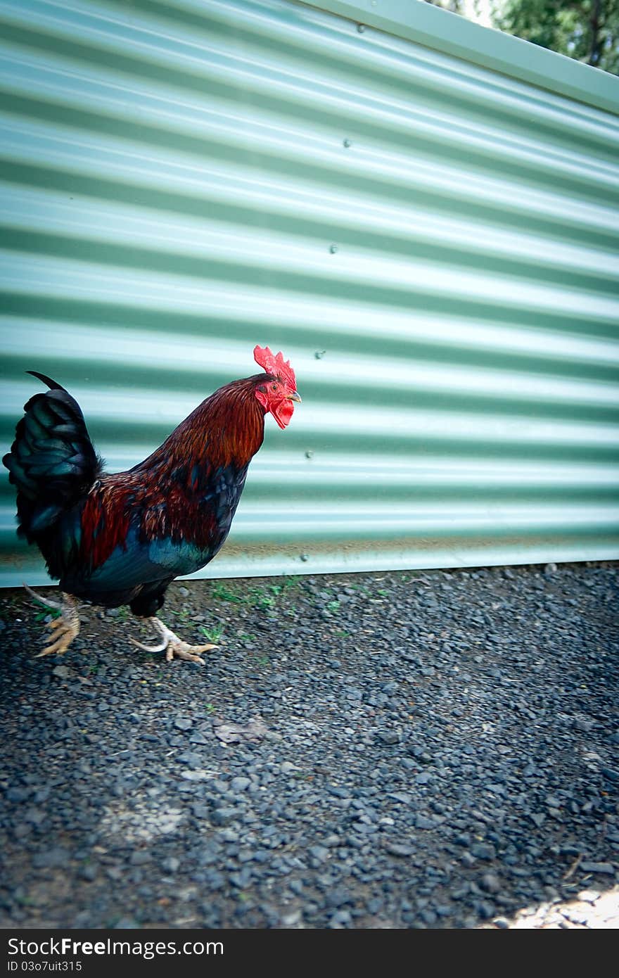 A chicken on the run