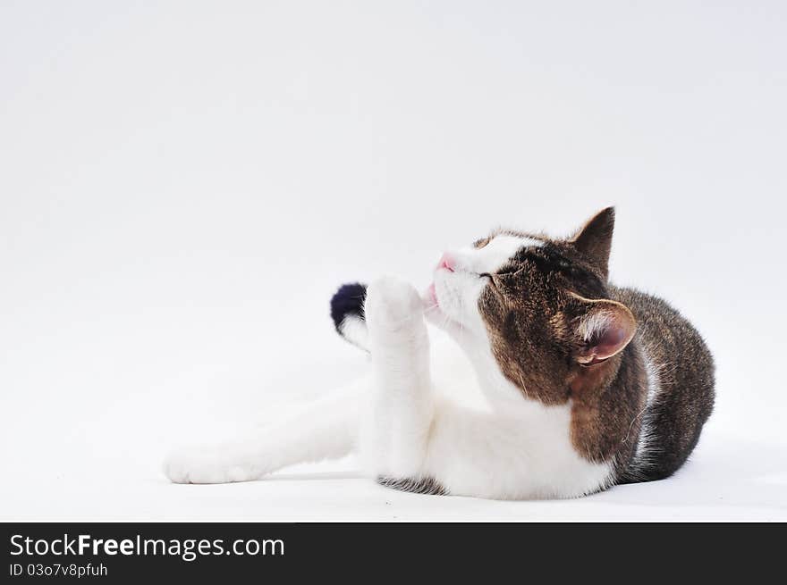 Cat Cleaning Himself