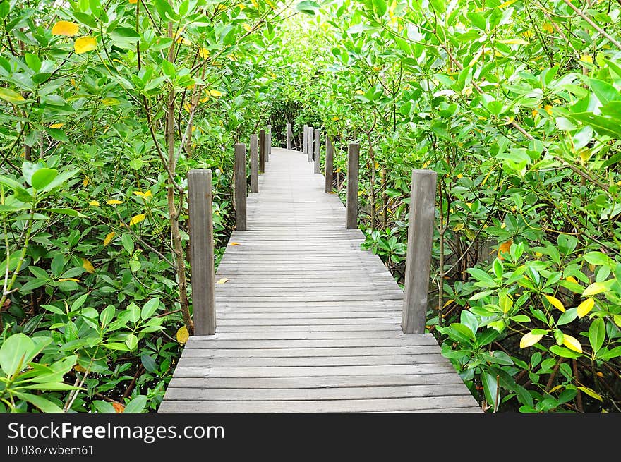 Wooden Bridge Go To Mangrove Forest