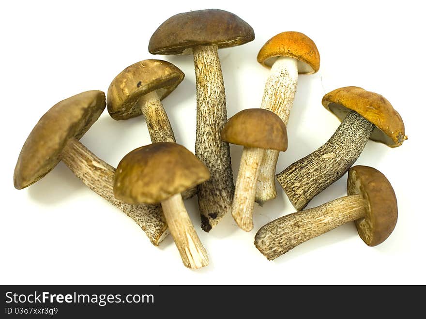 Fresh Wild Mushrooms On White Background