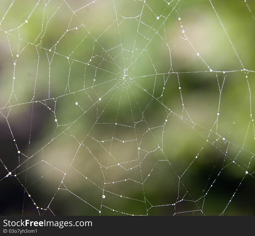 Horizontal image of a spider web with dew droplets. Horizontal image of a spider web with dew droplets