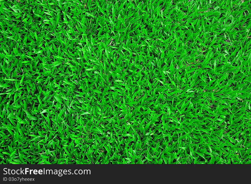 Tropical green carpet grass background