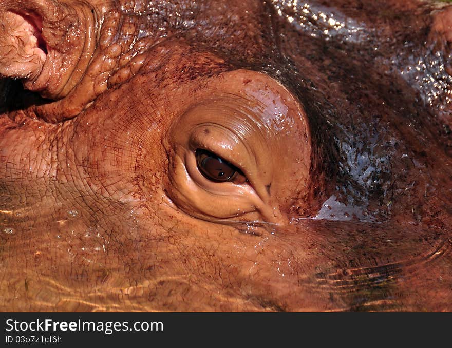 Close up shot of hippo eye lay down in the water. Close up shot of hippo eye lay down in the water