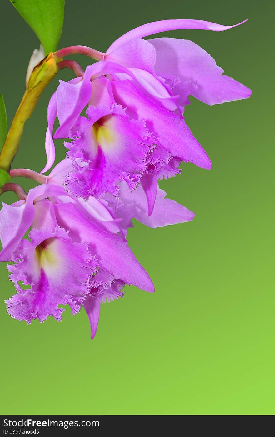 Cattleya Orchids