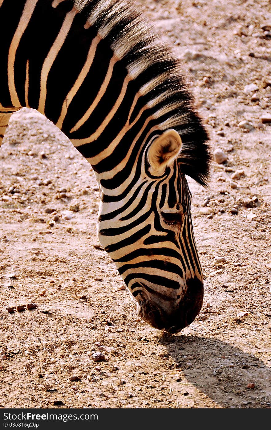 Portrait of Zebra head finding the food on the ground