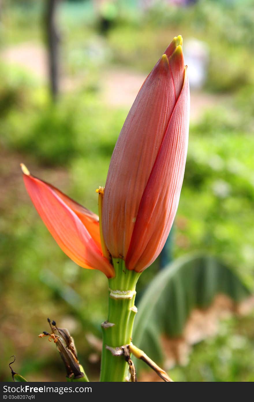 Musa ornata Roxb. - Its name in Thai is Klouy Bua See Chompoo ( Pink color lotus lily banana) grown as ornamental plant and flower