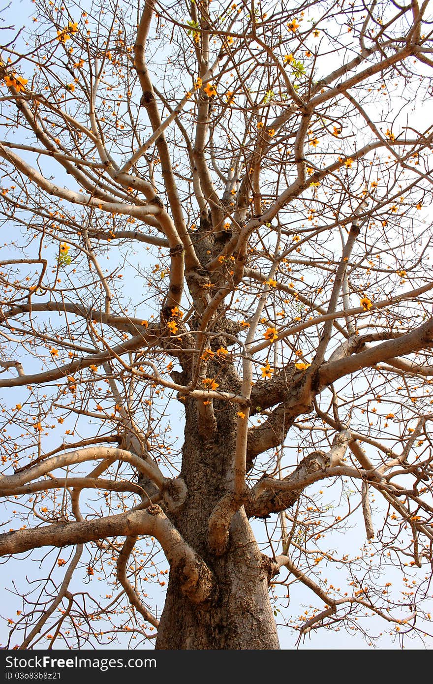 Bombax valetonii Hochr. is a big high tree in tropical Thai forest like pussy willow and its flowers have a yellow color