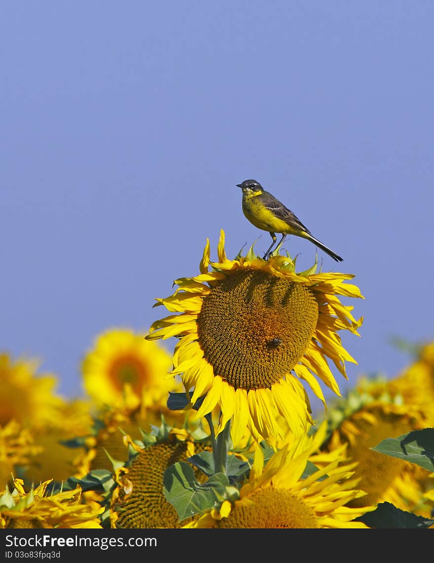 Western Yellow Wagtail (Motacilla flava) on a sunflower. Western Yellow Wagtail (Motacilla flava) on a sunflower