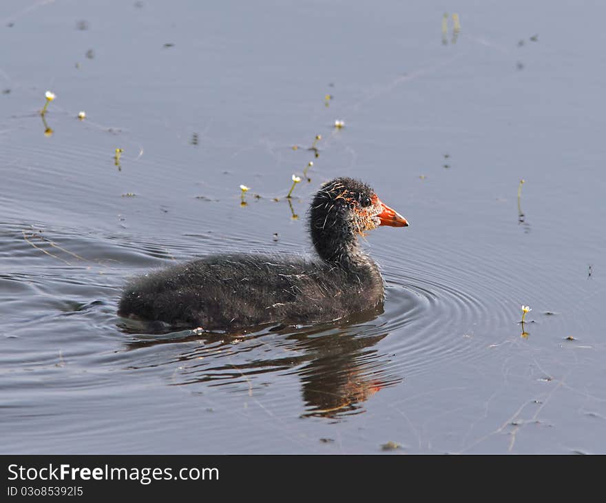 Swimming Young Eurasian Coot