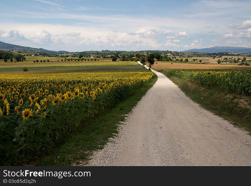 Road on the sunflowers