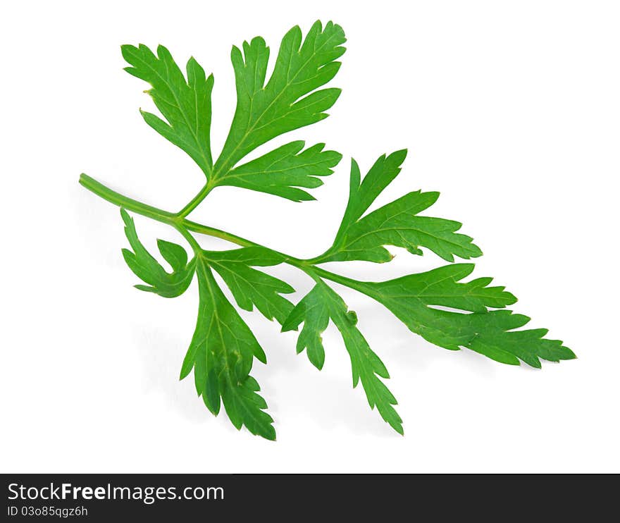 Fresh herbs parsley on white background