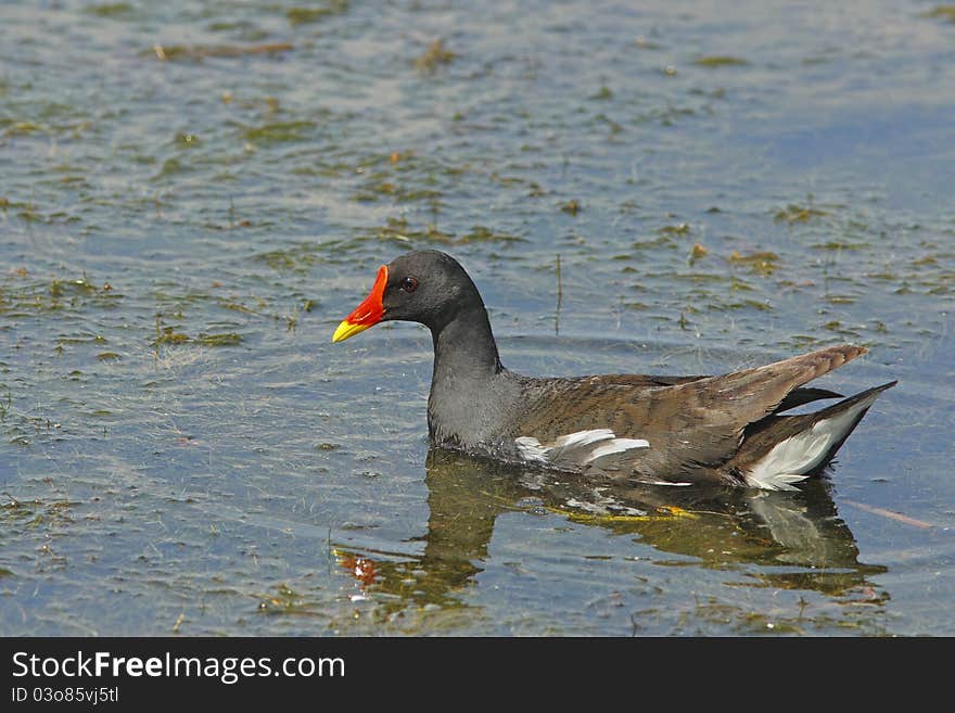 Swimming common moorhen (Gallinula chloropus)