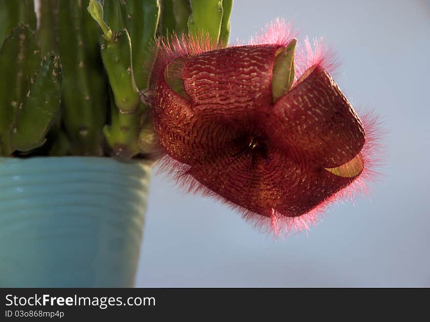 A flower Stapelia grandiflora