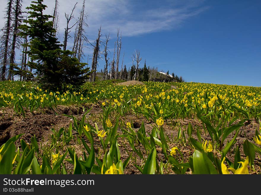 Glacier Lilly Meadow