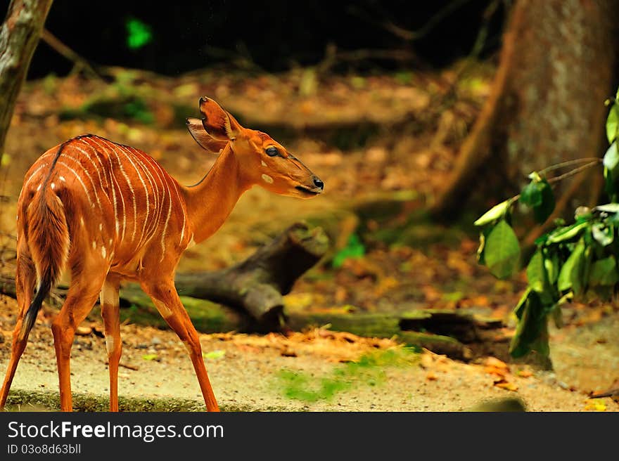 Portrait Of A Nyala