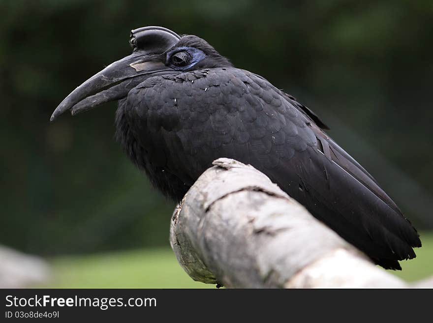 The black-casqued hornbill sitting on the tweet.