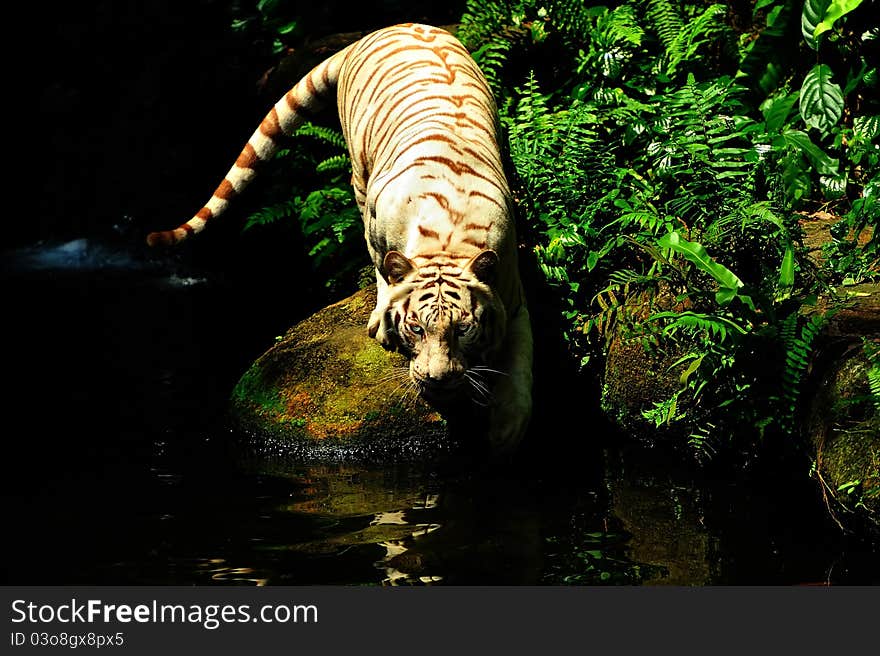 Portrait Of A Tiger