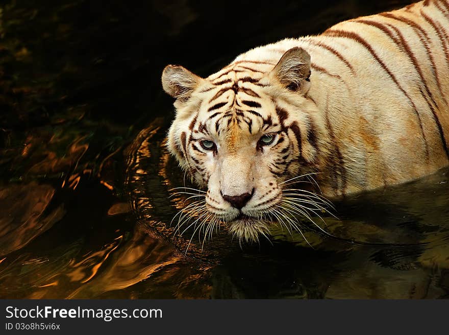 Portrait of a tiger