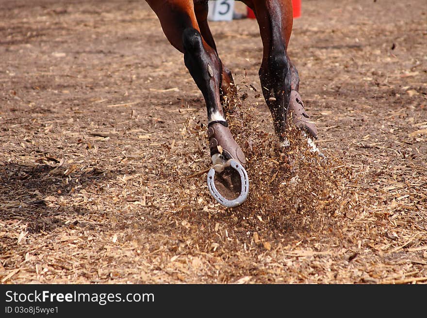 Competitions On Concours - The Horse Skips On A Fi