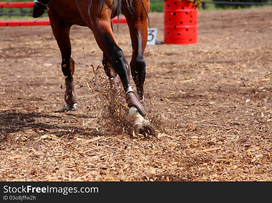 Competitions on concours - the horse skips on a fi