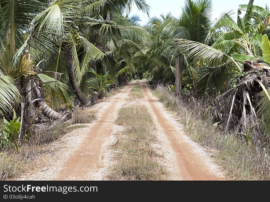 The rural roads are filled with trees.