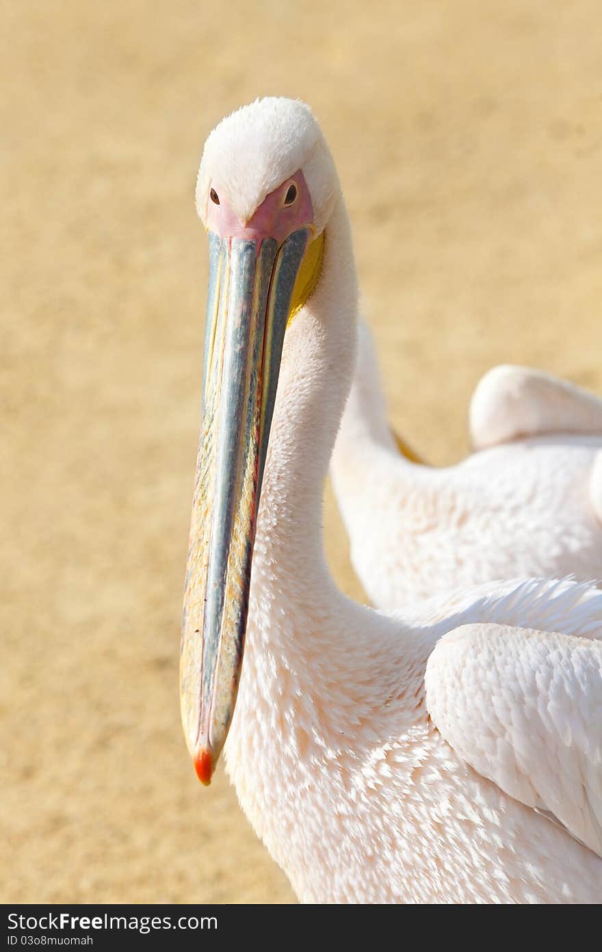 Pink pelicans