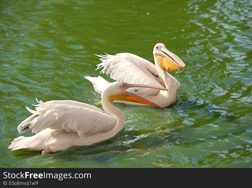 Two pink pelicans wading in a pond. One of them swallowing a fish