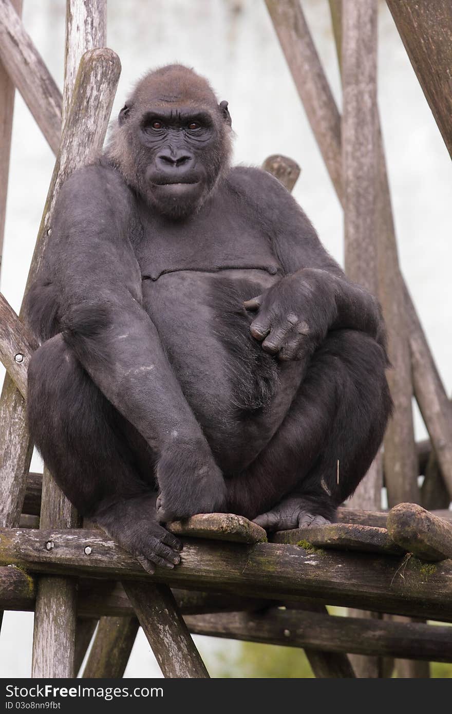 The lowland gorilla sitting on the wooden desk.