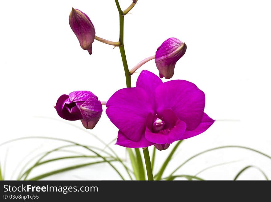 A bunch of violet Dendrobium orchid isolated on white background