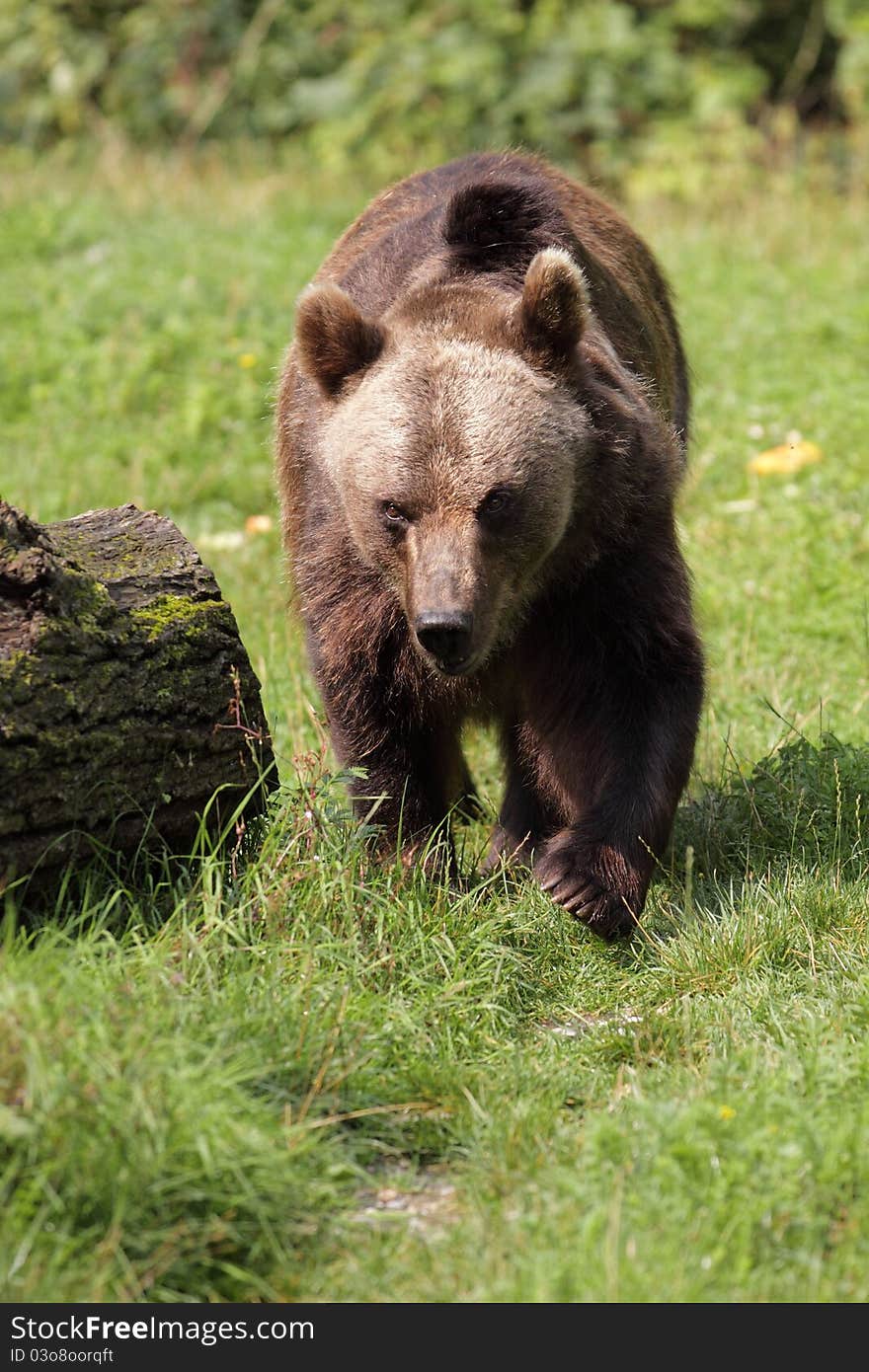 Approaching brown bear