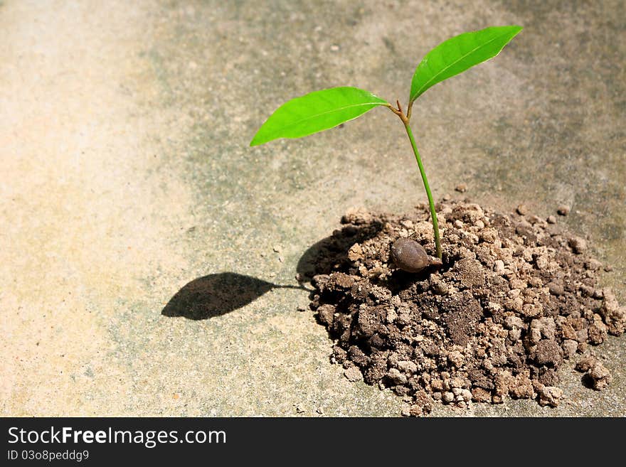 Young seedlings of tree species to another. Young seedlings of tree species to another.