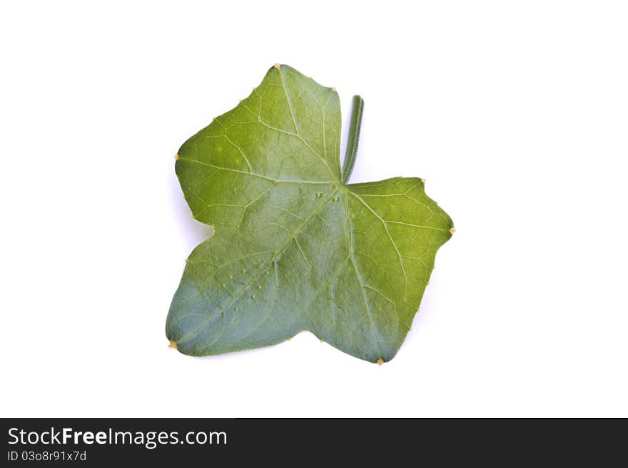 Ivy Gourd vegetable leaf isolated on the white background. Ivy Gourd vegetable leaf isolated on the white background