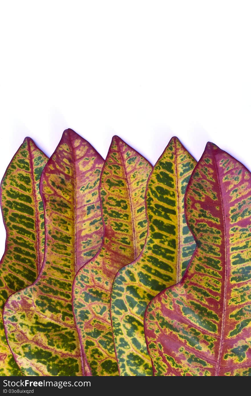 Colorful Croton leaf isolated on white background