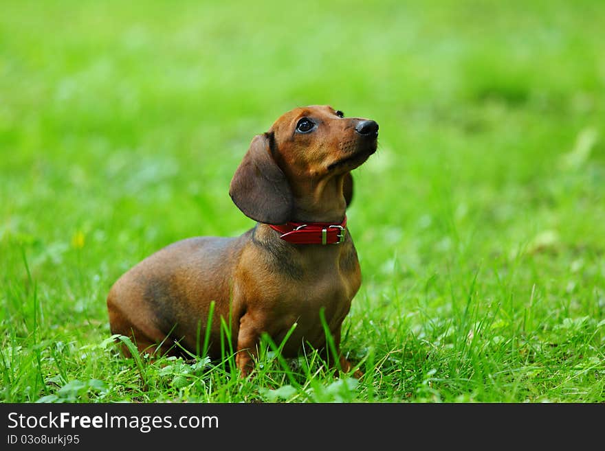 Dachshund on grass