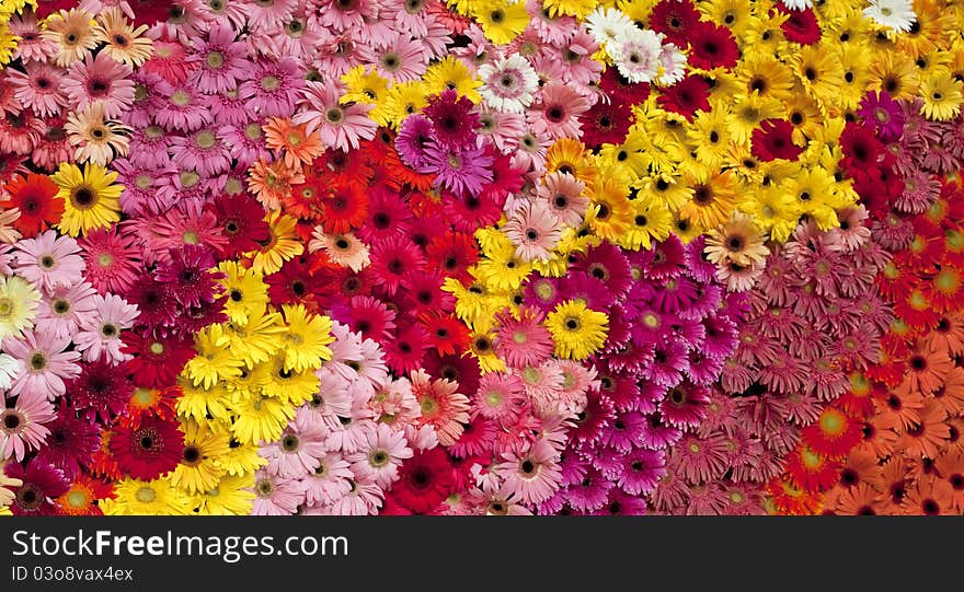 The art of the Gerbera, many flower in the photo.