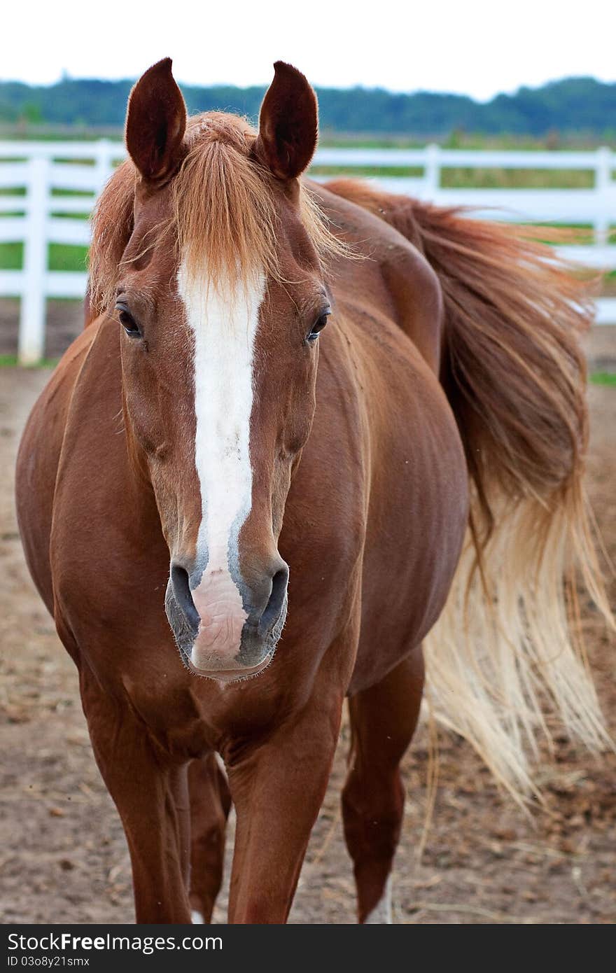 A close up of a horse outside.