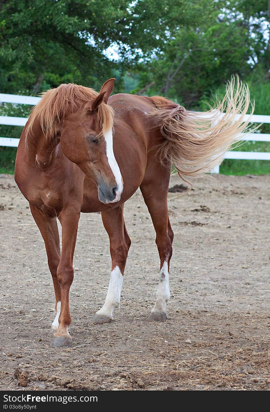 A beautiful portrait of a horse outside. A beautiful portrait of a horse outside.