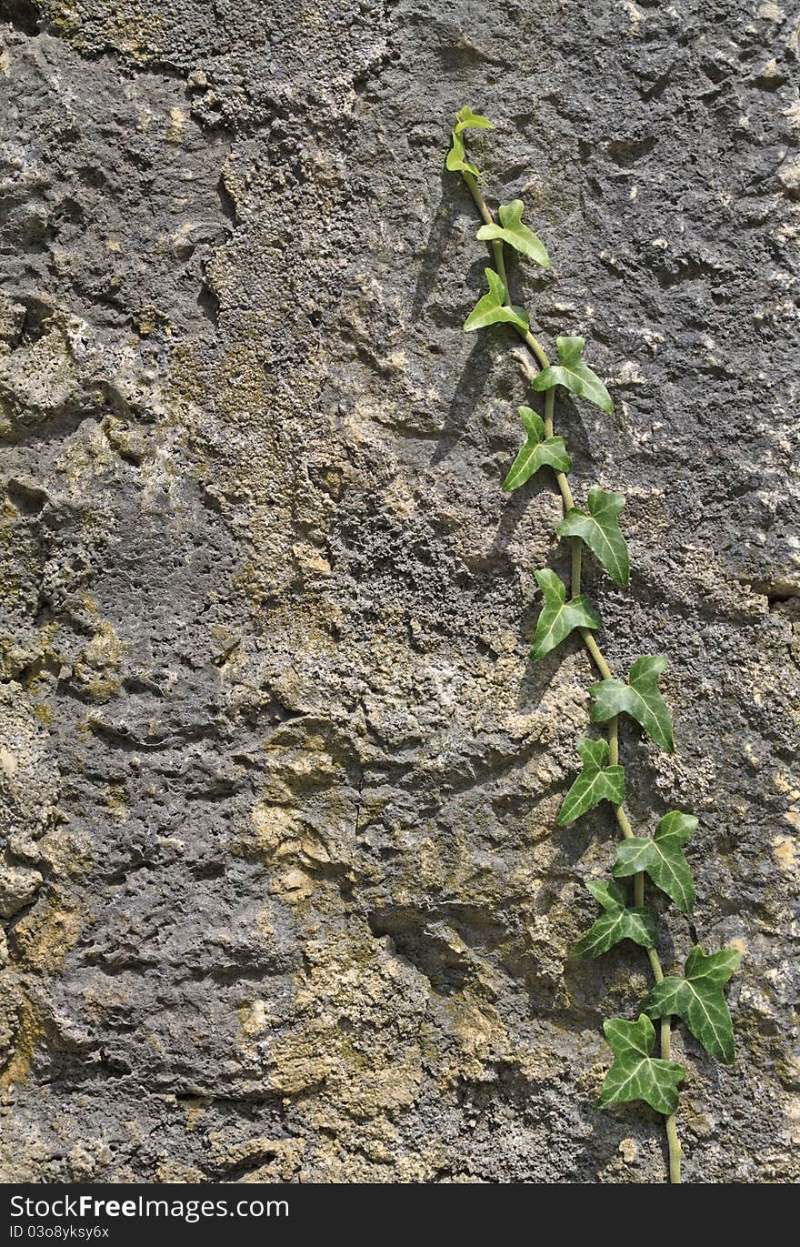 Bindweed On Stone Wall