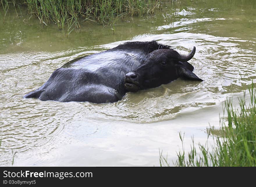 Black buffalo in small pond