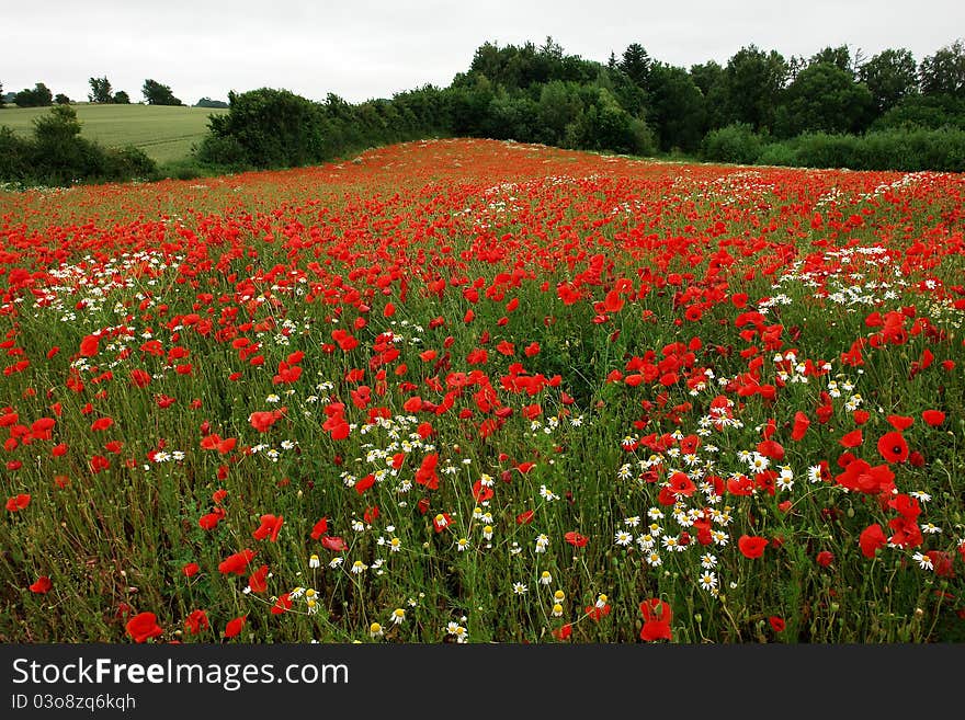 Field of beautiful blooming poppies poppy flowers perfect nature background. Field of beautiful blooming poppies poppy flowers perfect nature background